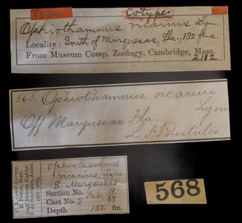 Media type: image;   Invertebrate Zoology OPH-2112 Description: Labels for this specimen included in the specimen tray.;  Aspect: labels
